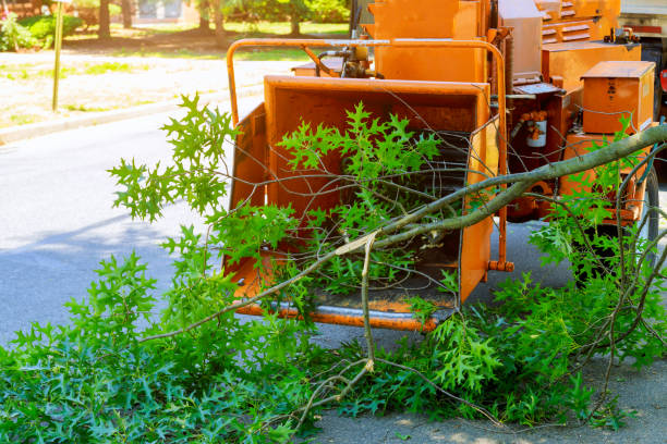 Tree Health Inspection in Peralta, NM